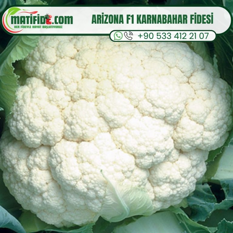 Arizona F1 Karnabahar Fidesi