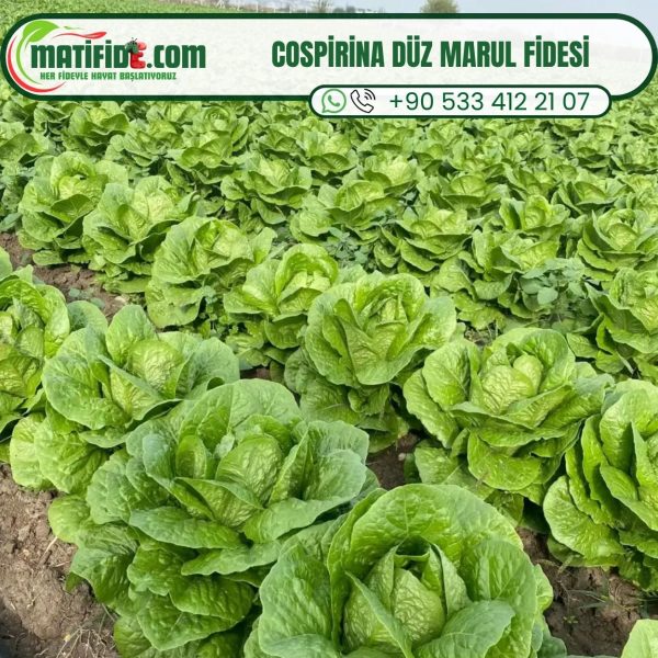 Cospirina Düz Marul Fidesi