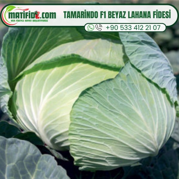 Tamarindo F1 Beyaz Lahana Fidesi