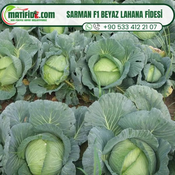 Sarman F1 Beyaz Lahana Fidesi