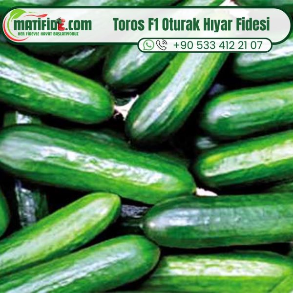Toros F1 Oturak Hıyar Fidesi